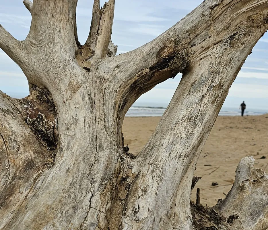 Driftwood on a calm beach, natural and grounded